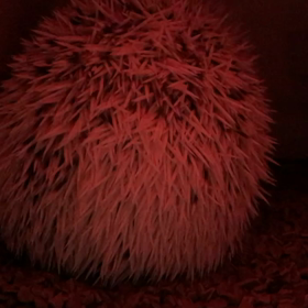 171日目久しぶりのケージ掃除の画像