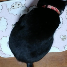 遊びのお誘い　あまあまver　フラダンスの画像