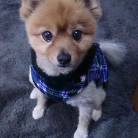 おやつ風景の画像