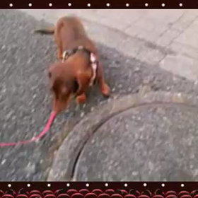 ペルレちゃん！の画像