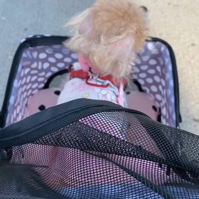 うちの愛犬の画像