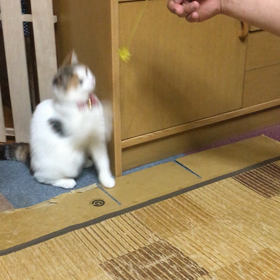 あんずが立った！の画像