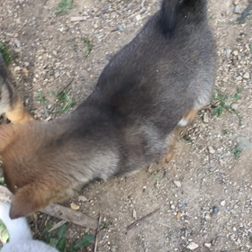 ゲンとナナの画像