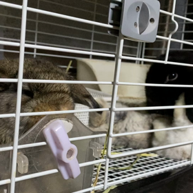 くろろちゃんベビーの画像