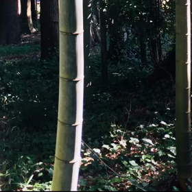 日本の夏の画像