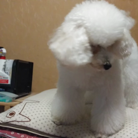 降りないむぎの画像