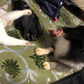 猫と犬の闘いの画像