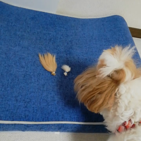 寂しくないよの画像