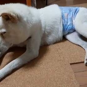 今日のシロくん 2の画像