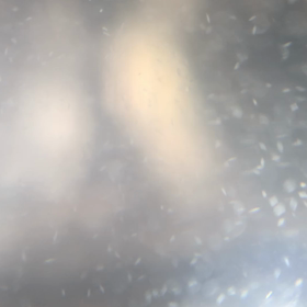 ゾウリムシの画像