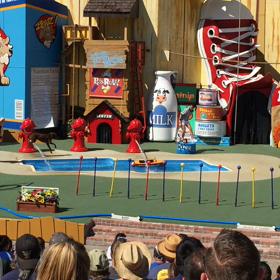 ▶︎レスキュードッグ&キャットショー2の画像