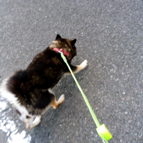 ぺぺちゃんの画像