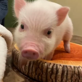 かまってちゃんの画像