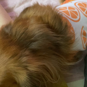 おしゃべりひなたんの画像