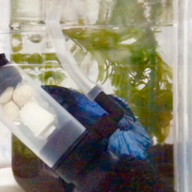 泡を楽しく見つめるベリー君の画像