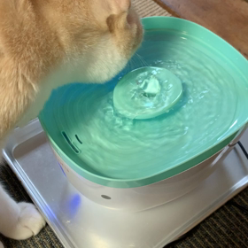 やってきたー！の画像