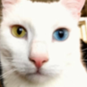 Shima散歩TOKYO世界のにゃんこピックアップの画像