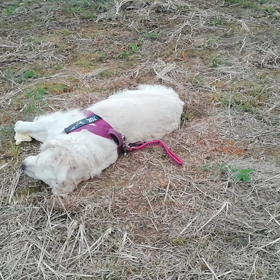 8/31久しぶりに反抗期の画像