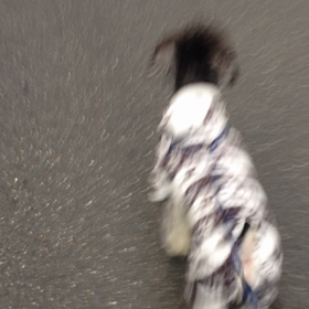 定春さんのお散歩の画像