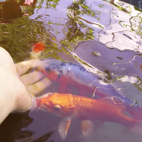 恋する鯉太郎ちゃんの動画さんですルンチャンの画像