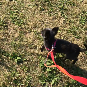 ♪お散歩動画♪代々木公園♪の画像