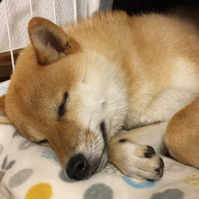 キャンピングカーでこたつ♫の画像