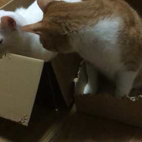 お引越しの画像