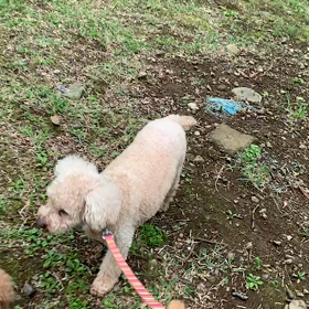 4月27日16わんこと1時間遠足  代々木公園の画像