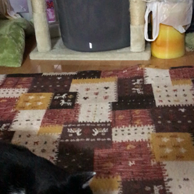 コッコのストレスの画像