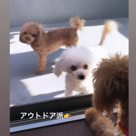 チビーズ♡日向ぼっこの画像