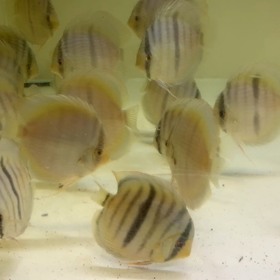 ヤムンダ から、、！の画像