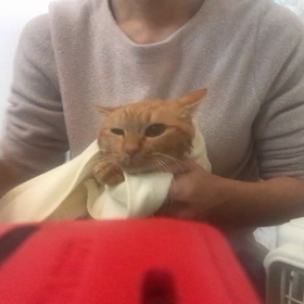 マイルスくん、シャンプー したよ！の画像