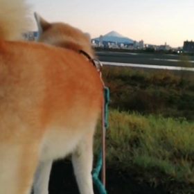 早朝起きたら、日本がドイツに勝っていた。未来丸はどこ吹く風、マイペースの朝散歩？でした。の画像