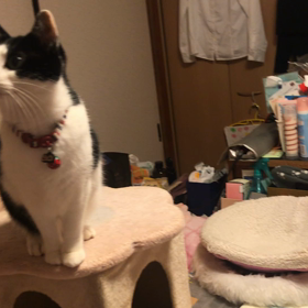 新しい猫じゃらしの画像