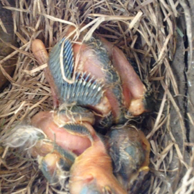 安全でない野菜＆果物ワースト１２の画像