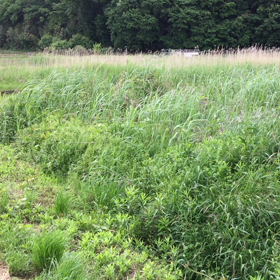 太郎（オスのキジ）が、花子を呼ぶ声の画像