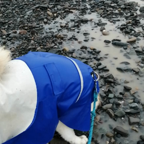 ☔、でも小雨❗カッパを着込んで散歩出発！☔の日は、未来丸の自由散歩?⁉️　未来丸が勝手に決めの画像