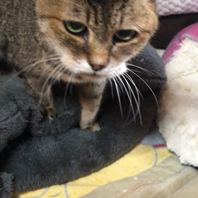 くりちゃんの画像