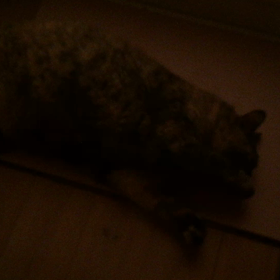 暗闇でうごめく子ダヌキ。の画像