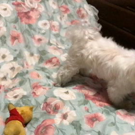 スローのりんちゃんの画像