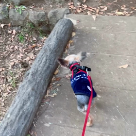 ささみは飲み物！by小梅の画像