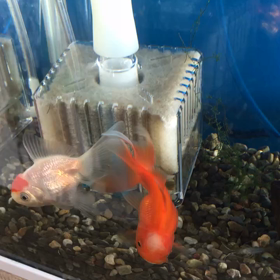 最近の金魚たちの画像