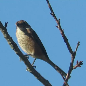 すぎぴたんの事件簿シーズン3　70話（ネタ切れ！　モズモズ！）の画像