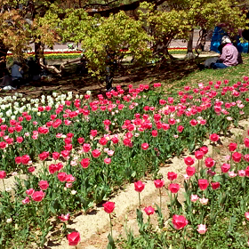 4月のあなたはシルバーランクでした！の画像