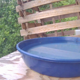 すぎぴたんの事件簿シーズン3　336話（ヤマガラとメジロのコラボ）の画像