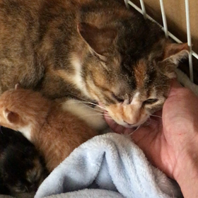 華音ママも穏やかにの画像