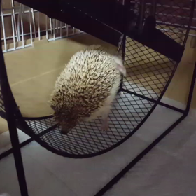 すなお4歳にの画像