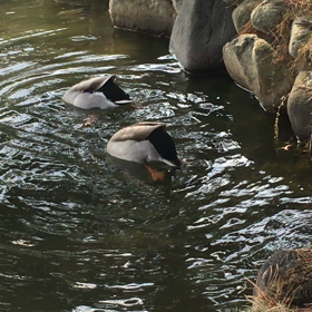 大濠公園のマガモの画像