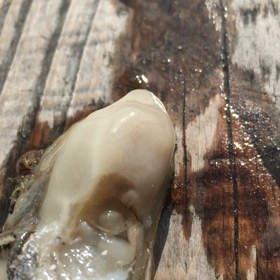 かましま水産で働きませんか〜？の画像