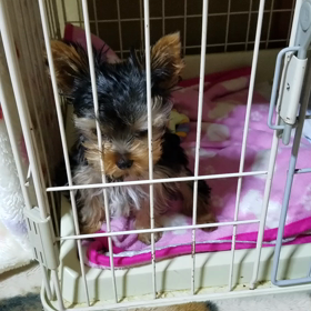 覚えたことの画像